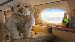 Flying With Your Dog-2.jpg